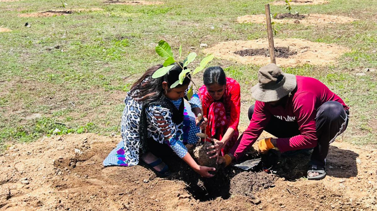 Plantation