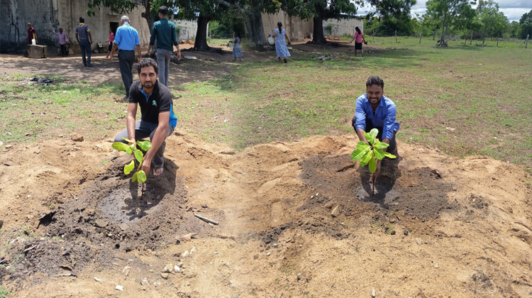 Plantation-5